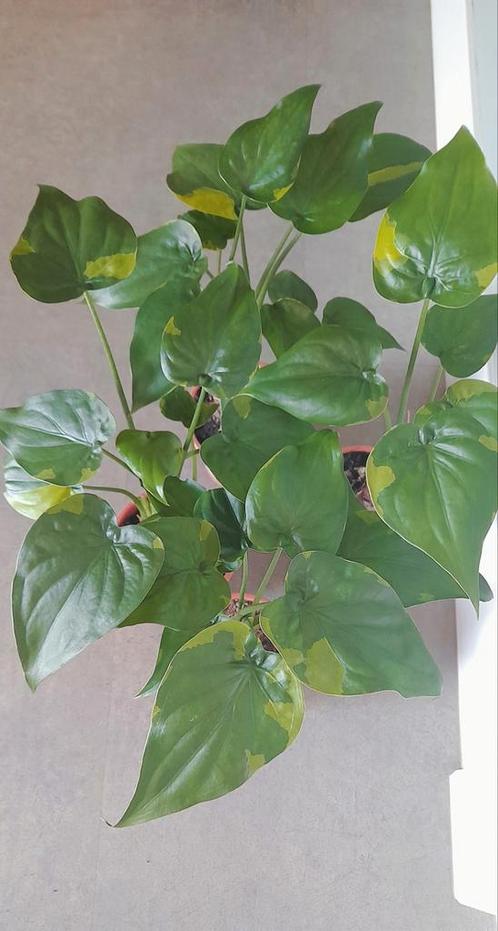 Alocasia cucullata variegata knollen, Huis en Inrichting, Kamerplanten, Overige soorten, Minder dan 100 cm, Ophalen