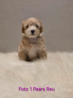 Prachtige maltipoo pups, Overige rassen, Meerdere, Meerdere dieren, Nederland