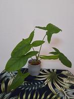 Groene syngonium, Huis en Inrichting, Kamerplanten, Ophalen of Verzenden, Overige soorten, Minder dan 100 cm