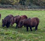 3 mini merries 70 cm, Dieren en Toebehoren, Pony's, Merrie, Niet van toepassing, A pony (tot 1.17m), Gechipt
