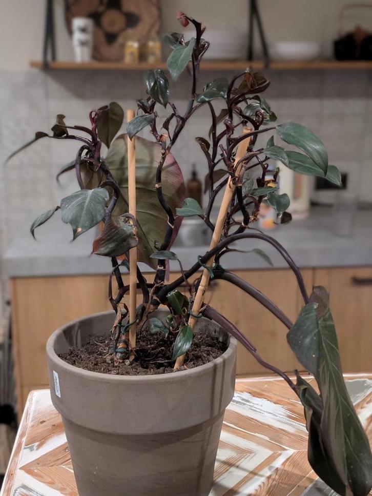 Philodendron 'New Red' met pot - 65cm, Tuin en Terras, Planten | Tuinplanten, Vaste plant, Overige soorten, Ophalen