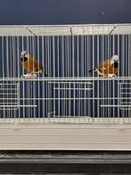 10 Gordelgrasvinken, Dieren en Toebehoren, Vogels | Overige Vogels, Meerdere dieren, Tropenvogel, Geringd