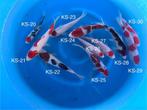 Diverse Japanse koi karper | Koikarpers  | Tosai vissen, Dieren en Toebehoren, Karper of Koi