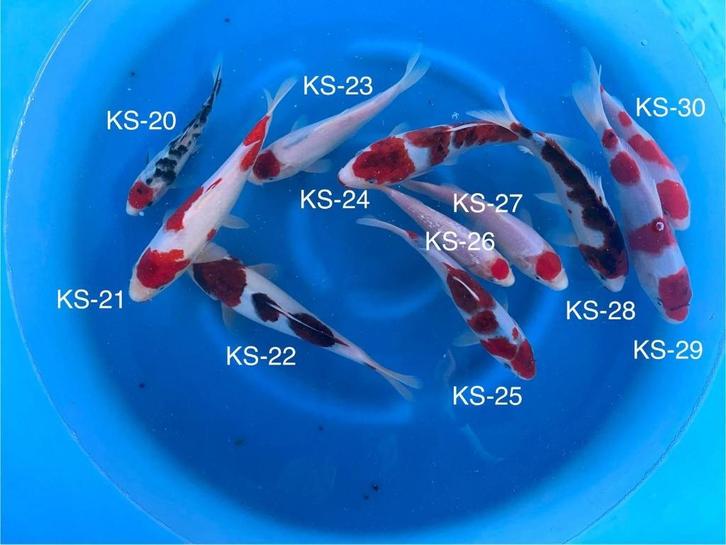 Diverse Japanse koi karper | Koikarpers  | Tosai vissen, Dieren en Toebehoren, Vissen | Vijvervissen, Karper of Koi