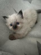 beschikbaar mooie een  kittens  jongen  heilige brimaan, Dieren en Toebehoren, Katten en Kittens | Raskatten | Korthaar, Poes