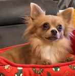 Dekreu lilac Chihuahua., Reu, CDV (hondenziekte), Eén hond, 3 tot 5 jaar