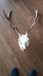 Hertengewei herten skelet, Verzamelen, Ophalen, Zo goed als nieuw, Gewei of Kop