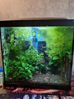 Aquariumplanten hoornblad tropische plant, Ophalen of Verzenden, Nieuw, Plant(en), Steen of Hout