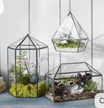 Glazen Terrarium voor Planten, Ophalen, Gebruikt, Overige kleuren, Glas
