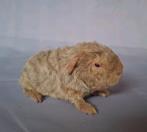 Jong Merino beertje - beige otter, Dieren en Toebehoren, Knaagdieren, Cavia, Mannelijk, Tam, Oktober