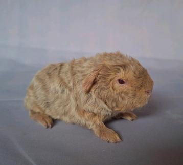 Jong Merino beertje - beige otter beschikbaar voor biedingen