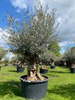 Winterharde olijfboom  in pot NR. BA-27V TE KOOP, Tuin en Terras, Planten | Bomen, In pot, Olijfboom, Zomer, Volle zon