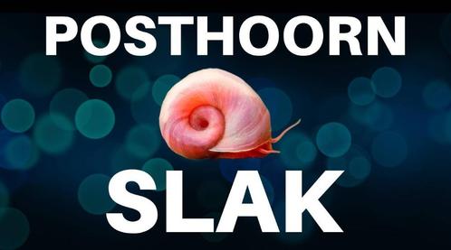 Posthoorn Slakken (Ramshorn Snails), Dieren en Toebehoren, Vissen | Aquariumvissen, Slak of Weekdier