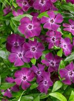 Vinca minor 'Atropurpurea / Maagdenpalm, Ophalen of Verzenden, Zomer, Overige soorten, Halfschaduw