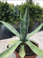 Bio Nederlandse blauw Agave zonplanten in de potten diverse, Ophalen of Verzenden, Minder dan 100 cm, In pot, Cactus