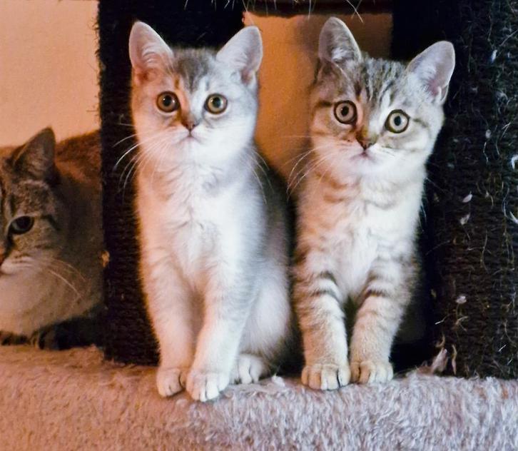 Brits Britse korthaar kittens Silver Tabby Golden Tabby, Dieren en Toebehoren, Katten en Kittens | Raskatten | Korthaar, Meerdere dieren