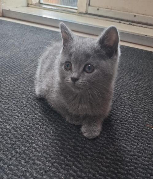 Nog 3 britse korthaar kittens blauw grijs mogen verhuizen, Dieren en Toebehoren, Katten en Kittens | Raskatten | Korthaar, Meerdere dieren