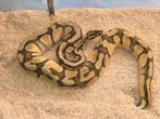 Diverse, Ball Pythons Regius, Slang