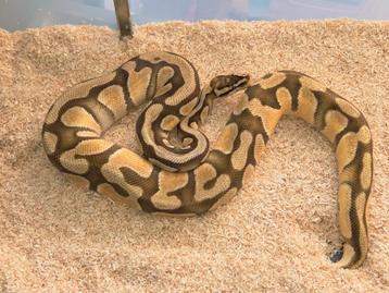 Diverse, Ball Pythons Regius  beschikbaar voor biedingen