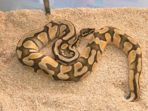 Diverse, Ball Pythons Regius, Dieren en Toebehoren, Reptielen en Amfibieën, Slang