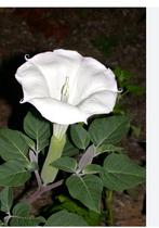 Surinaamse Datura planten., Tuin en Terras, Planten | Tuinplanten, Ophalen of Verzenden, Zomer, Volle zon