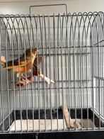 3 koppels Harlekijn kanaries, Dieren en Toebehoren, Vogels | Kanaries, Meerdere dieren, Kleurkanarie