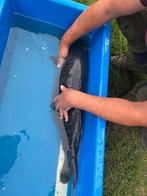 Spiegelkarper volschub karper, Dieren en Toebehoren, Vissen | Vijvervissen, Karper of Koi