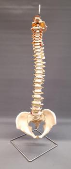 Ruggengraat mens anatomisch model, Ophalen of Verzenden