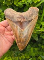 *wow* Megalodon tand 15cm, Ophalen of Verzenden, Fossiel