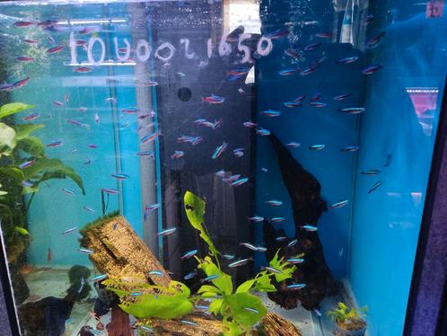 Kardinaal tetra 10 voor 16.50 euro, Dieren en Toebehoren, Vissen | Aquariumvissen, Zoetwatervis, Vis, Schoolvis
