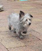 SNUFFIE, ZACHTAARDIG, LIEF, MINI TEEFJE, SCHOOTHONDJE, Dieren en Toebehoren, Honden | Niet-rashonden, 6 jaar of ouder, Rabiës (hondsdolheid)