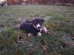 Border Collie Puppies, Dieren en Toebehoren, 8 tot 15 weken, Collie, CDV (hondenziekte), Meerdere