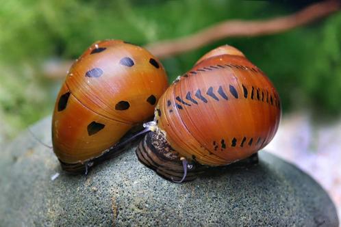 Neritina semiconica slak - Union Snail - Koidream Valburg, Dieren en Toebehoren, Vissen | Aquariumvissen, Zoetwatervis, Slak of Weekdier