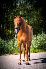 Super American Quarter ruin (klinisch goed & 5 paneltest), E pony (1.48m - 1.57m), Gechipt, Ruin, 3 tot 6 jaar