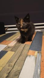 Britse kort haar poes 9 weken oud., Dieren en Toebehoren, Katten en Kittens | Overige Katten, Poes, Kortharig, 0 tot 2 jaar