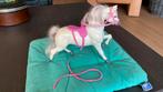 Barbie paard, Ophalen of Verzenden, Gebruikt, Pop