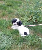 Maltipoo pup teefje, Dieren en Toebehoren, Honden | Chihuahua's en Gezelschapshonden, Overige rassen, CDV (hondenziekte), 8 tot 15 weken