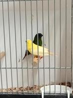 Mooi koppel driekleur amedine, Dieren en Toebehoren, Vogels | Overige Vogels, Meerdere dieren, Tropenvogel