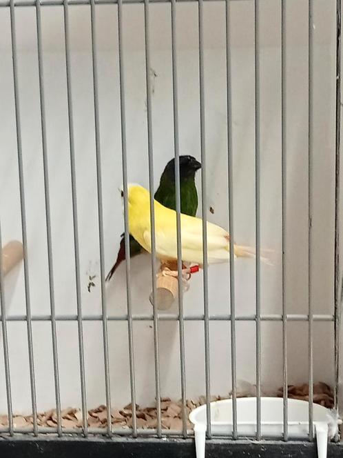 Mooi koppel driekleur amedine, Dieren en Toebehoren, Vogels | Overige Vogels, Tropenvogel, Meerdere dieren