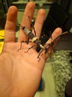 Koppeltjes Sungaya inexpectata Psg 195, Wandelende tak