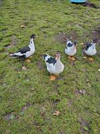 Kaapse eenden, Dieren en Toebehoren, Pluimvee