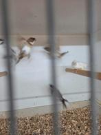 Diverse vogels, Dieren en Toebehoren, Vogels | Overige Vogels, Meerdere dieren, Tropenvogel