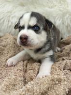 Husky pups Blauwe ogen nog 2, 8 tot 15 weken, Poolhond, Meerdere, Meerdere dieren