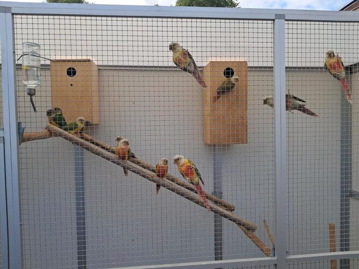 Meerdere Pyrrhura's molinae te koop., Dieren en Toebehoren, Vogels | Overige Vogels, Meerdere dieren