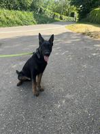 Mechelse herder pup 5 maanden, Rabiës (hondsdolheid), 15 weken tot 1 jaar, Reu, Eén hond