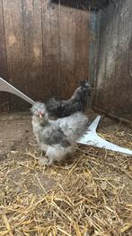 Usa zijdehoeder hanen, Dieren en Toebehoren, Pluimvee, Mannelijk, Kip