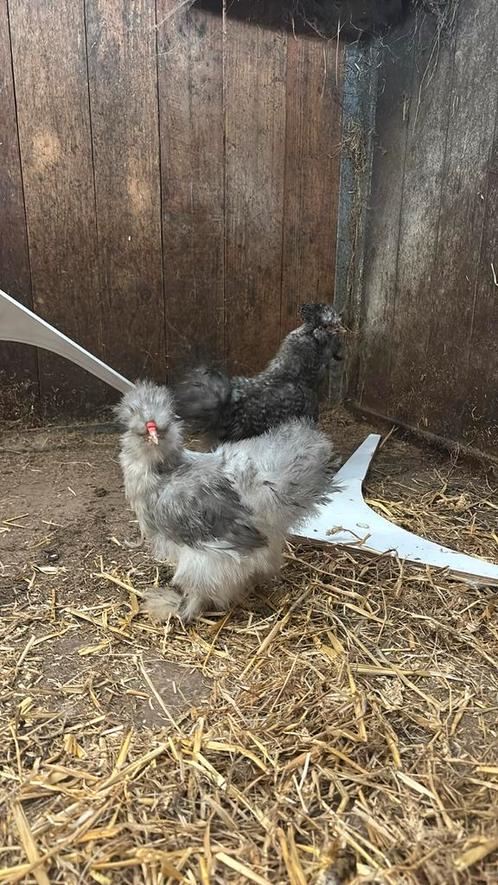 Usa zijdehoeder hanen, Dieren en Toebehoren, Pluimvee, Kip, Mannelijk