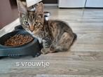 Lieve kittens te koop, Meerdere dieren, Kortharig, 0 tot 2 jaar