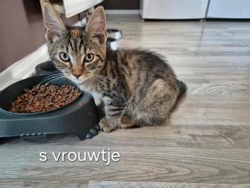 Lieve kittens te koop  beschikbaar voor biedingen