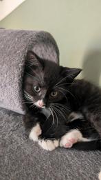 Kitten, Dieren en Toebehoren